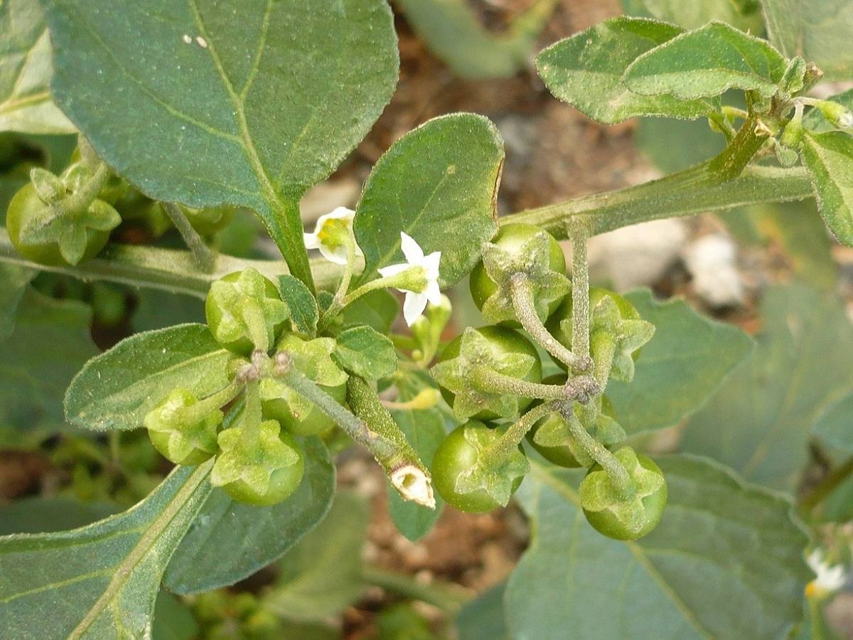Solanum nigrum subsp. nigrum (Solanaceae)